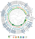 Thumbnail of Clonal distribution of MST Campylobacter jejuni strains from human clinical cases of campylobacteriosis. The phylogenetic tree was generated from CGF40 profiles. Circles indicate aerotolerant strains, and squares indicate for stress-tolerant strains. A square without a number indicates all tested strains in the subtype were stress tolerant. Clades I–VII were identified on the basis of the analysis criteria (90% similarity cutoff and &gt;5 strains/clade). Additional clades that consi