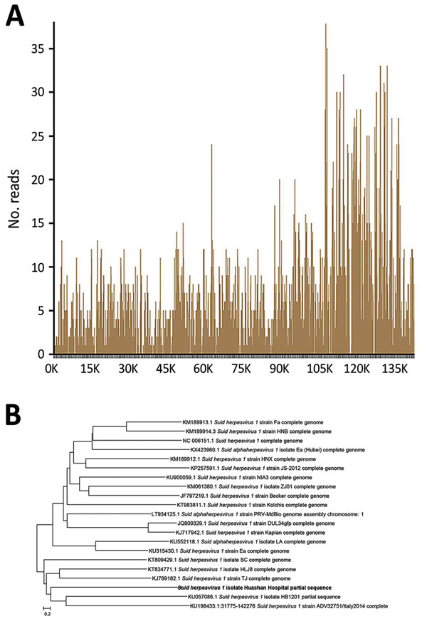 Results of gene sequencing, serologic testing, and phylogenetic analysis of pseudorabies virus from patient with human endophthalmitis, China, 2017. A) Sequencing of Suid herpesvirus 1 (pseudorabies virus) yielded a total coverage of 84%. B) Evolutionary relationships of taxa. Phylogenetic analysis disclosed a close connection between the isolate from the patient (boldface) and 4 other Suid herpesvirus 1 strains. Scale bar indicates amino acid substitutions per site.