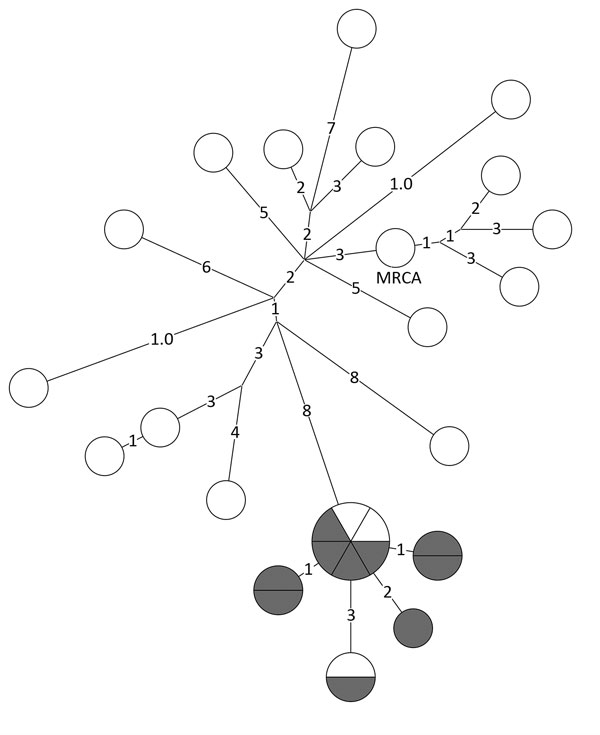 Whole-genome sequencing results for a prevalent (endemic) cluster detected as a possible tuberculosis outbreak, United States, 2009–2016. Values indicate number of SNPs. Shown is a closely related (&lt;2 SNPs) group of 11 isolates (lower section of phylogenetic tree). Isolates reported during a 3-year window of unexpected growth are indicated in gray. One isolate reported 1 quarter before and 1 isolate reported 1 quarter after the 3-year window of unexpected growth detection are indicated in whi
