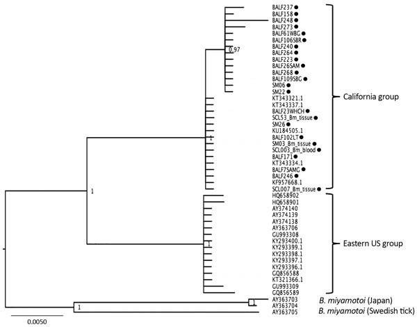 Phylogenetic tree of Borrelia miyamotoi intergenic spacer (rrs-rrlA) sequences isolated from wild-caught rodents and ticks (black dots) from California, USA, in study of Borrelia spp. in small mammal species in the San Francisco Bay area, compared with reference samples from California, the eastern United States, Japan, and Sweden. Isolates are identified by isolate identification number or GenBank accession number. Scale bar indicates nucleotide substitutions per site.