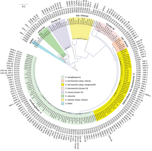 Phylogenetic tree of the different species and sequence types among 160 Enterobacter cloacae complex isolates identified from Enterobacter spp. isolates collected in the Merck Study for Monitoring Antimicrobial Resistance Trends, 2008–2014, and the AstraZeneca global surveillance program, 2012–2014. The tree is rooted with E. cloacae complex Hoffmann cluster IX (Chavda group R) strain 35,699. A total of 369,123 core single-nucleotide polymorphisms were found; 4,010 were used to draw the tree (af