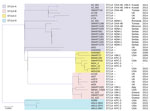 Thumbnail of Phylogenetic tree of the different clades among 40 Enterobacter xiangfangensis ST14 isolates identified from Enterobacter spp. isolates collected in the Merck Study for Monitoring Antimicrobial Resistance Trends, 2008–2014, and the AstraZeneca global surveillance program, 2012–2014. The treet is rooted with E. hormaechei subsp. hormaechei isolate ATCC49162. A total of 317,867 core single-nucleotide polymorphisms were found; 27,705 were used to draw the tree (after phages and recombi