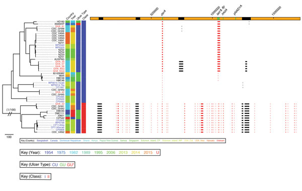 Phylogenetic tree of Haemophilus ducreyi genome sequences inferred from mapping using the H. ducreyi 35000HP strain as reference and after removing high-density single-nucleotide polymorphisms regions with Gubbins (3). Included are published genomes (black text), Ghanaian strains (gray text, GHA designations), and Solomon Islands strains (gray text, CP/WP designations). Sequences from cutaneous ulcers in Ghana and the Solomon Islands were found within both previously described clades of H. ducre