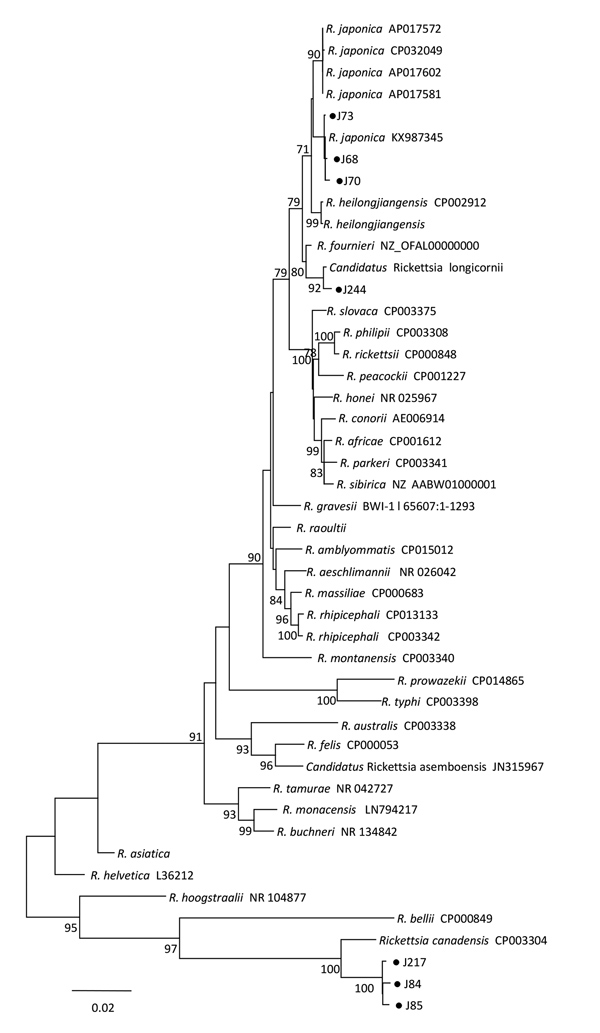Phylogenetic tree of isolates from study of Rickettsia species in China (black dots) and comparison isolates. The tree was generated using the concatenated sequences of rrs, gltA, ompB, and ompA of Rickettsia species by the maximum-likelihood method in MEGA6 software (http://www.megasoftware.net) with 1,000 replicates for bootstrap testing. Numbers (&gt;70) above or below branches are posterior node probabilities. Dots indicate rickettsial sequences obtained in this study. Rickettsia clones J69,
