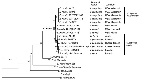 Phylogenetic tree of Ehrlichia citrate synthase (gltA) and heat shock protein (groEL) genes constructed by the maximum-likelihood method of MEGA6 software (http://www.megasoftware.net). The total length of 2 concatenated genes is 1,045 bp. Hasegawa-Kishino-Yano with invariable sites was selected as the best model based on Bayesian information criterion scores. Numbers on the branches represent bootstrap support with 500 bootstrap replicates. Scale bar indicates nucleotide substitutions per site.