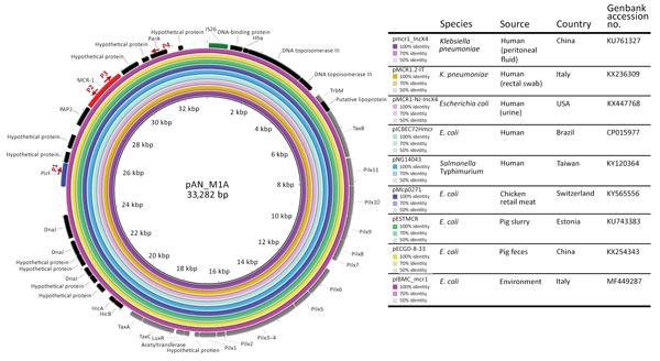 Alignment of representative mcr-1–harboring IncX4 plasmids from different isolation sources and geographic regions. The mcr-1–harboring plasmid pAN_M1A was used as a reference plasmid. The outermost circle is an annotation of the reference plasmid and shows the direction of transcriptional open-reading frames. The pil loci and other genes (gray), replication-associated genes (dark blue), antimicrobial drug resistance gene (red), and insertion sequence (green) are indicated. The strategy for PCR 