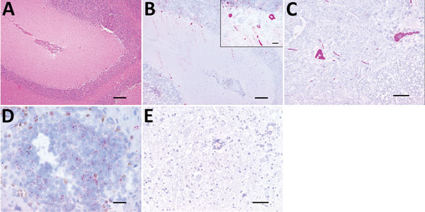 Histologic analysis and fluorescent in situ hybridization (FISH) of a Batai virus BATV)–infected harbor seal, Germany, 2016. A) Cerebellum showing mild-to-moderate, perivascularly accentuated, lymphohistiocytic inflammation (hematoxylin and eosin stain; scale bar indicates 200 μm). B) Purkinje cells and neurons of granular cell layer showing intracytoplasmic BATV–specific pink, positive result detected by FISH (fast red stain; scale bar indicates 200 µm). Inset: Higher magnification view of anal