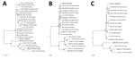 Thumbnail of Bayesian phylogeny trees based on full-genome coding region sequences of small, medium, and large RNA segments of Batai virus and comparison viruses. A) Small RNA segments (69–770 bp). Bunyamwera virus (GenBank accession no. D00353) was used as the outgroup. B) Medium RNA segments (42–4,346 bp). Bunyamwera virus (GenBank accession no. M11852) was used as the outgroup. C) Large RNA segments (49–6,762 bp). Bunyamwera virus (GenBank accession no. X14383) was used as the outgroup. Bold 