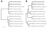 Thumbnail of Phylogenetic tree of nonstructural 3 (A) and virus capsid protein 2 (B) genes of equine encephalosis virus. Kimura 2-parameter with (+ I) was used to create the evolutionary distance between 11 sequences of nonstructural 3 genes and virus capsid protein 2 genes from different isolates. Boldface indicates blood and lung samples from dead horse in Pune, India, 2008. GenBank accession numbers are given for reference virus sequences. Scale bars indicate nucleotide substitutions per site