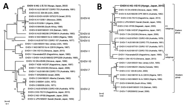 Phylogenetic profile of HG-1/E/15 from EHDV outbreak in cattle, Japan, 2015, compared with reference viruses. A) Phylogenetic profile on the basis of coding region segment 2. EHDV HG-1/E/15 (bold; 2,919 bp) clustered with EHDV-6 strains. B) Phylogenetic profile on the basis of segment 3. EHDV-6 HG-1/E/15 (bold; 2,700 bp) clustered with E1 subgroup of the Eastern group. Virus strain names and location and year of isolation are provided. EHDV, epizootic hemorrhagic disease virus.