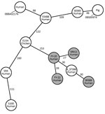 Thumbnail of Minimum-spanning tree built from the core genome multilocus sequence type allelic profiles of surgical site infection MRSA ST398 strains from 4 patients in China (gray circles) and other ST398 strains. Each circle represents a single strain and is named with the sample and the origin. The 12 strains are based on 1,807 columns with the pairwise ignoring missing values option in Ridom SeqSphere+ software (Ridom GmbH, http://www.ridom.de/seqsphere). The numbers on the connecting lines 