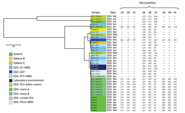 Multilocus variable-number tandem-repeat analysis genotyping results for Aspergillus fumigatus found during hospital stay of colonized patient, France, 2015. The distance tree was plotted by using iTOL version 4.2 (https://itol.embl.de/), taking into account the 3 microsatellite markers that were obtained from each A. fumigatus isolate sampled from the various study sites. The length-polymorphisms of 9 microsatellite markers were obtained for the 14 isolates sampled at the ICU during the patient
