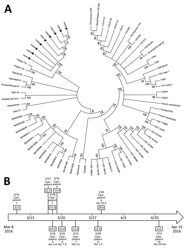 Phylogenetic analysis of yellow fever viruses and clinical courses for persons with yellow fever cases imported from Angola to China. A) Phylogenetic relationships among the yellow fever viruses from samples obtained from 9 case-patients (black circles). An unrooted dendrogram with maximum-likelihood by genome sequences represents the phylogenetic relationships. Clusters with bootstrap support values &lt;70 were integrated; bootstrap values are shown on the branches. B) Dates of hospital admissi