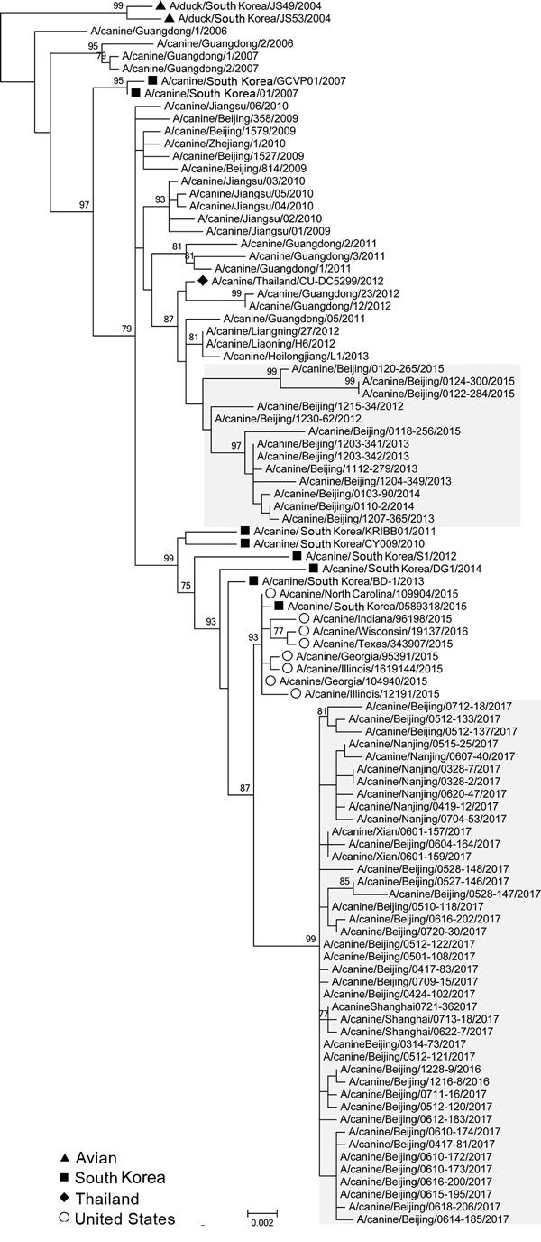 Maximum-likelihood phylogenetic tree of hemagglutinin genomic segment of H3N2 canine influenza viruses (CIVs). The phylogeny of 97 H3N2 CIVs available in public databases and the 8 hemagglutinin genomic segments sequenced in this study were inferred by using MEGA version 6 (https://www.megasoftware.net/) under the general time-reversible plus gamma distribution model with 1,000 bootstrap replicates. Avian isolates of ancestral strain (triangle) and canine isolates from South Korea (square), Thai