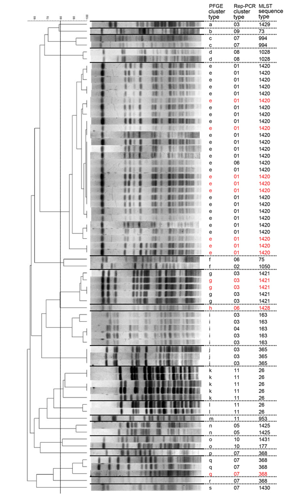PFGE of the Tokyo strains of Bacillus cereus isolates, Japan. The 80% similarity cutoff for PFGE cluster typing is shown as a vertical line in the phylogenetic tree. Red letters and numbers represent samples isolated from patients with bacteremia. Rep-PCR cluster type and MLST sequence types are also shown. The Tokyo_ID31 strain was not analyzed. Scale bar indicates percent similarity. MLST, multilocus sequence typing; PFGE, pulsed-field gel electrophoresis; Rep-PCR, repetitive-element PCR.