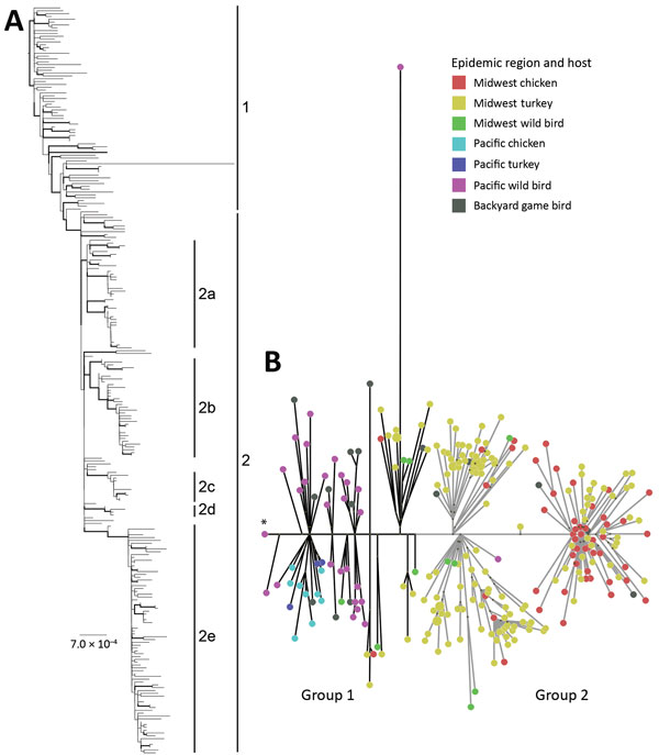 Genetic characterization of reassortant highly pathogenic avian influenza virus A(H5N2) clade 2.3.4.4, North America, 2014–2015. A) Maximum-likelihood phylogeny of concatenated complete genome sequences. Labels indicate genetic subgroups. Scale bar indicates nucleotide substitutions per site. The full version of the phylogenic tree is available in Technical Appendix Figure. B) Median-joining phylogenetic network constructed by using concatenated complete genome sequences. This network includes t