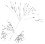 Thumbnail of Maximum-likelihood tree generated from the whole-genome nucleotide sequences of 89 strains of Zika virus from Florida, Central America, and the Caribbean. Arrow indicates strain MB16-23, identified in Miami Beach, Florida, USA.