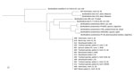 Thumbnail of Phylogenetic analysis of isolates implicated in an outbreak Burkholderia lata infection from intrinsically contaminated chlorhexidine mouthwash, Australia, 2016. The maximum-likelihood tree is constructed from core genome single-nucleotide polymorphism alignments (N = 512,480) of the outbreak genomes, bootstrapped 1,000 times, and archival genomes from B. cepacia complex group K, relative to the reference genome B. lata A05 (identified by an asterisk). B. metallica was included as a