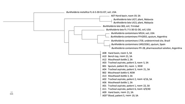 Phylogenetic analysis of isolates implicated in an outbreak Burkholderia lata infection from intrinsically contaminated chlorhexidine mouthwash, Australia, 2016. The maximum-likelihood tree is constructed from core genome single-nucleotide polymorphism alignments (N = 512,480) of the outbreak genomes, bootstrapped 1,000 times, and archival genomes from B. cepacia complex group K, relative to the reference genome B. lata A05 (identified by an asterisk). B. metallica was included as a comparator.