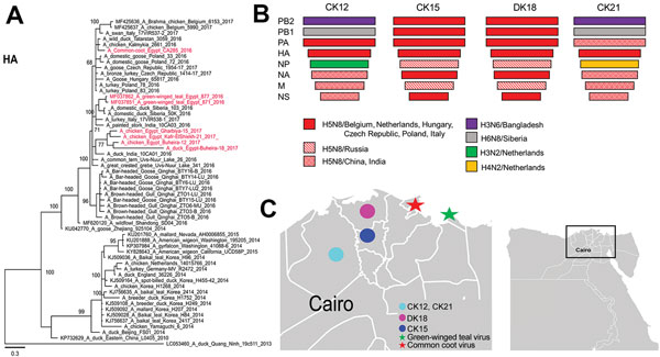 Characterization of highly pathogenic avian influenza A(H5N8) viruses of clade 2.3.4.4 from Egypt, 2017. A) Phylogenetic relatedness of the HA gene and schematic representation of potential precursors of different H5N8 viruses. The maximum-likelihood midpoint rooted tree was constructed by using MrBayes (http://mrbayes.sourceforge.net/). Red indicates viruses from this study. Scale bar indicates nucleotide substitutions per site. B) Putative ancestors of the different gene segments of H5N8 virus