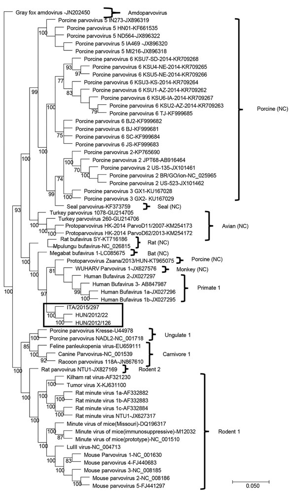 Capsid-based phylogenetic tree displaying the diversity of protoparvoviruses. The protoparvoviruses officially recognized by the International Committee on Taxonomy of Viruses are included, along with nonclassified (NC) protoparvoviruses. The tree was generated using the neighbor-joining method with the Jukes-Cantor algorithm of distance correction, with bootstrapping over 1,000 replicates. Box indicates canine bufavirus strains. GenBank accession numbers are provided for reference isolates; gra