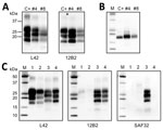 Thumbnail of Western blot analysis of dromedary prion protein (PrPSc). A) Western blot analysis of proteinase K (PK)–treated PrPSc in brain homogenates from dromedary camels with neurologic symptoms (#4 and #8), Ouargla abattoir, Algeria. A sample of sheep scrapie was loaded as control (indicated as C+). Membranes were probed with L42 (left) and 12B2 monoclonal antibody (mAb) (right). Molecular weights (kDa) are indicated on the left. Tissue equivalents loaded per lane were 2 mg for camel sample