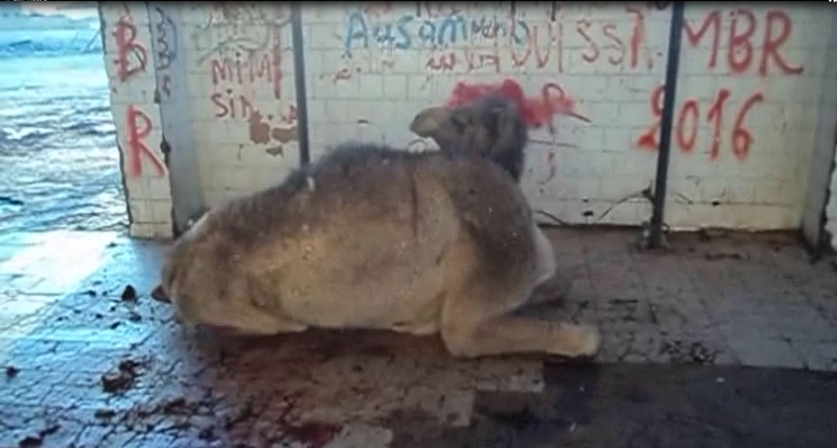 Thumbnail of Dromedary camel waiting at the Ouargla abattoir for antemortem inspection. The animal shows down and upwards movements of the head and teeth grinding. (Ahead of print - Video available in finalized issue)