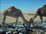 Thumbnail of Dromedary camels gathering and scavenging the waste dumps in the desert near an oil extraction plant. (Ahead of print - Video available in finalized issue)