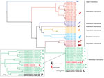 Thumbnail of Phylogenetic analysis of complete coding sequences from variegated squirrel bornavirus 1 (VSBV-1) and other members of Bornaviridae. The phylogenetic trees were inferred by using the Bayesian Markov Chain Monte Carlo method and in parallel a maximum-likelihood method (tree not shown). Statistical support of grouping from Bayesian posterior probabilities (clade credibilities &gt;90%) and maximum-likelihood bootstrap replicates (&gt;70%) are indicated with an asterisk. Taxon informati