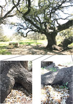 Thumbnail of Location of collection sites for Ornithodors turicata ticks, Austin Texas, USA. Two rodent dens (insets) were located at a base of an oak tree. Carbon dioxide traps were placed at the openings until ticks emerged. Borrelia turicatae isolates BRP1 and BRP1a originated from ticks that were collected from the den shown at bottom left, and isolate BRP2 originated from the den shown at the bottom right.