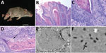 Thumbnail of Histologic analysis and electron microscopy of lesions from Baiomys taylori mouse 1 infected with novel poxvirus, east central Texas, USA, 2014. A) Large epidermal masses arose from skin of both hind limbs and tail. B–D) Skin mass. Hematoxylin and eosin stain. B) The proliferative epidermis forms papillary projections with abundant hyperkeratosis and thickening of the stratum spinosum and stratum granulosum. Scale bar indicates 200 µm. C, D) Keratinocytes contain intracytoplasmic eo