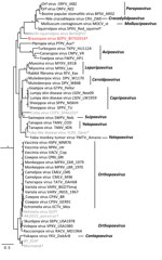 Thumbnail of Bayesian phylogram of poxvirus isolates constructed by using a concatenated 27,674-bp alignment of 9 conserved open reading frames (Copenhagen homologs A7L, A10L, A24R, D1R, D5R, E6R, E9L, H4L, and J6R). Genera (if assigned) are listed. Brazospox virus (red; GenBank accession nos. MG367480–8) and sequences from other species not recognized by the International Committee on Taxonomy of Viruses (gray) are indicated. *Nodes with posterior probabilities &gt;0.95; †species not assigned t