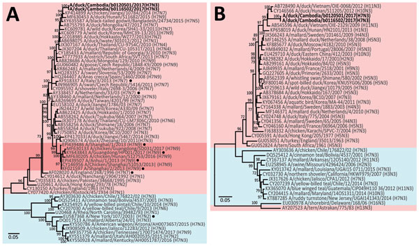 Phylogenetic analysis of the H7 hemagglutinin (HA) gene (A) and N3 neuraminidase (NA) gene (B) of influenza viruses isolated from ducks in Kampong Thom Province, Cambodia (boldface), and reference isolates. Trees were generated using the maximum-likelihood method based on the general time-reversible model. Bootstrap values (n = 500) &gt;70 are indicated. Light pink shading indicates strains from Eurasia, blue shading indicates strains from North and South America, and dark pink shading indicates