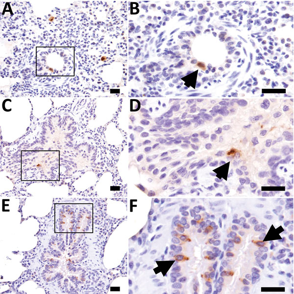 Influenza D virus immunohistochemistry in swine lung at 3 days (A and B), 5 days (C and D), and 7 days (E and F) postinoculation. Right column panels are higher magnification of boxed region in panels to the left. At all time points, scattered immunopositive bronchiolar epithelial cells were observed (arrows). Scale bars indicate 20 µm.