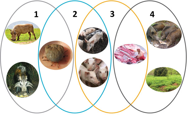 The 4 epidemiologic cycles of African swine fever and main transmission agents. 1) Sylvatic cycle: the common warthog (Phacochoerus africanuus), bushpig (Potamochoerus larvatus), and soft ticks of Ornithodoros spp. The role of the bushpig in the sylvatic cycle remains unclear.  2) The tick–pig cycle: soft ticks and domestic pigs (Sus scrofa domesticus). 3) The domestic cycle: domestic pigs and pig-derived products (pork, blood, fat, lard, bones, bone marrow, hides). 4) The wild boar–habitat cycl