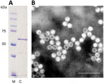Thumbnail of A) Identification of cutavirus from human serum samples. A) Sodium dodecyl sulfate–polyacrylamide gel electrophoresis of virus capsid protein 2. Lane M, protein size marker; lane C, cutavirus. B) Electron micrograph of cutavirus virus-like particles. Scale bar indicates 100 nm.