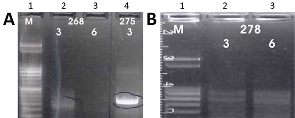 A) Results of K26 PCR assay (13) on patient samples identified as belonging to the Leishmania infantum/donovani complex in study of leishmaniasis control programs in northern Syria. Lane 1, step marker; lanes 2 and 3, L. infantum strain 268 with 3 and 6 μL of DNA, respectively; lane 4, L. donovani strain 275 with 3 μL of DNA. B) Results of K26 PCR assay (13) on patient samples identified as belonging to the Leishmania infantum/donovani complex in study of leishmaniasis control programs in northe