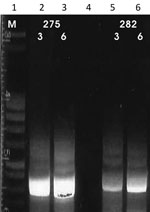 Thumbnail of Results of cpb-EF PCR (14,15) on patient samples identified as belonging to the Leishmania infantum/donovani complex in study of leishmaniasis control programs in northern Syria. Lane 1, step marker; lanes 2 and 3, L. donovani strain 275 with 3 and 6 μL of DNA, respectively; lane 4, negative control; lanes 5 and 6, L. infantum strain 282 with 3 and 6 μL of DNA, respectively.