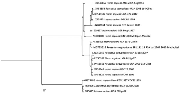 Phylogenetic tree of partial (97.5%) Marburg virus nucleic acid sequence detected in Egyptian rousette bats in Matlapitsi Cave, Limpopo Province, South Africa, 2013 (bold; GenBank accession no. MG725616) and complete nucleic acid sequences of representative Marburg virus strains from GenBank. Node values indicate posterior probability percentages obtained from 1,000,000 generations in MrBayes version 3.2.6 (http://mrbayes.sourceforge.net/download.php). Scale bar indicates substitutions per site.