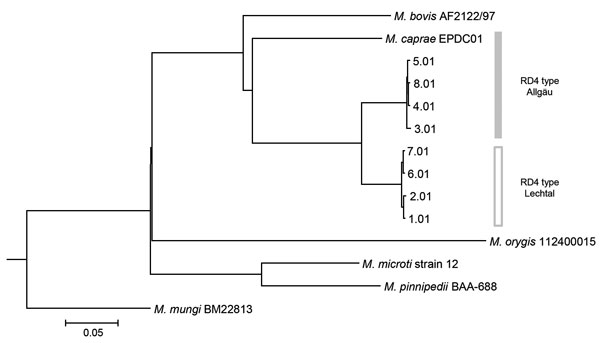 Phylogenetic tree of isolate EPDC01 from a captive Borneo elephant with Mycobacterium caprae infection, Japan, 2016, and 8 Mycobacterium caprae strains (Allgäu and Lechtal types) from a report by Broeckl et al. (13). Short reads of M. caprae strains were assembled by CLC Genomics Workbench version 9.5.1 (https://www.qiagenbioinformatics.com/solutions/functional-genomics/?gclid=EAIaIQobChMIvvGL3L7T2wIVTSOBCh2FAAKtEAAYASAAEgKLWvD_BwE) before analysis. Core single-nucleotide polymorphisms of all 13