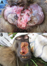 Thumbnail of Treponema pallidum–induced clinical manifestations affecting olive baboons (Papio anubis), Tanzania. A). Lesions on the anogenital area of animal at Lake Manyara National Park. B) Facial lesions of animal at Tarangire National Park. Orofacial lesions were found only in olive baboons.