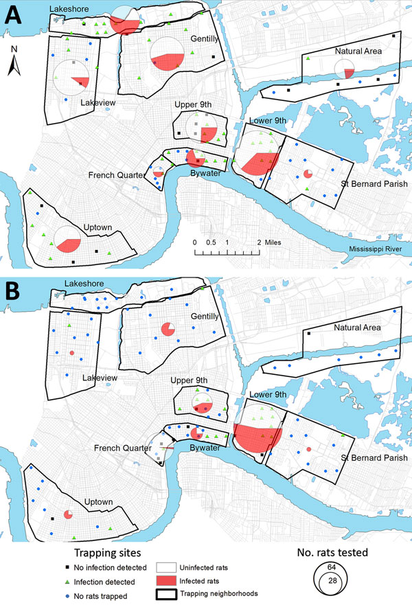Prevalence of rat lungworm (Angiostrongylus cantonensis) in rodents, New Orleans, Louisiana, USA, May 2015–February 2017. A) Roof rats (Rattus rattus); B) Norway rats (R. norvegicus).