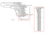 Thumbnail of Phylogenetic tree of Gn glycoprotein sequences comparing hantaviruses sampled from 48 Peromyscus eremicus and 1 P. maniculatus (DEVA 10 022) mice collected in Death Valley National Park, California, USA  (detail in inset box; GenBank accession nos. MG992890–MG992938). Representative reference sequences of hantaviruses in the United States were downloaded from GenBank (accession numbers included in taxon labels). The tree was reconstructed by analysis of 370 bases of the glycoprotein