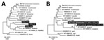 Thumbnail of Phylogenetic inference of cane toad (Rhinella marina) Entamoeba SSU-rDNA sequences. Enatamoeba SSU-rDNA sequences obtained using environmental next-generation amplicon sequencing (A) and conventional amplification using Entamoeba-specific primers (B) were aligned with available representative SSU-rDNA sequences. Each sequence is accompanied by GenBank accession number and Entamoeba species name. New sequences are in black boxes. Bootstrap support values (500 replicates) are shown ne