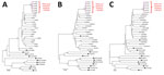 Thumbnail of Phylogenetic trees showing relationships between HIV-1 gene sequences from index case-patient and 5 women infected during nosocomial HIV outbreak, Zhejiang Province, China, 2016–2017, and reference sequences. Bootstrap values &gt;90% only are shown for gag sequences (A), pol sequences (B), and env sequences (C). Black triangles indicates index case-patient (P0) and 5 women found to have HIV infection (P1–5); black dots indicate international reference sequences; Scale bars indicate 