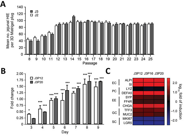 Characterization of differentiated and undifferentiated HIE in study of human norovirus replication in HIEs. A) Quantification of undifferentiated HIE generated on each passage. Undifferentiated HIEs derived from 2 donors (J2P7 and J3P7) frozen at passage 7 (P7) were recovered from LN2 and embedded in Matrigel (4 plugs per HIE). Cell count was performed at day 7. On that day, undifferentiated HIEs were split 1:2 or 1:3, depending on density, and seeded again in Matrigel. All available wells (n &