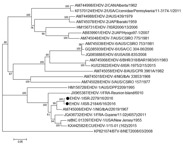Phylogenetic analysis based on full-length sequences of segment 2 in 2 EHDV serotype 1 isolates from Israel with global EHDVs and BTV-8 from GenBank. We analyzed 24 nucleotide sequences and inferred phylogenetic relationship by using the neighbor-joining method. Numbers below branches indicate bootstrap values. Recent isolates from Israel are marked with black circles. Viruses are identified by GenBank accession number, virus and serotype, 3-letter code of country (and additional information in 