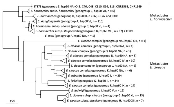 Approximately maximum-likelihood phylogenetic trees based on recombination free core SNPs inferred from ST873, ST110 and ST118 genomes and 398 representative genomes of Enterobacter cloacae complex strains in study of nosocomial outbreak involving carbapenamase-producing Enterobacter strains, Lyon, France, January 12, 2014–December 31, 2015. All nodes are supported by Shimodaira-Hasegawa test values &gt;97%. Scale bar indicates SNPs. NA, nonattributed; ST, sequence type.