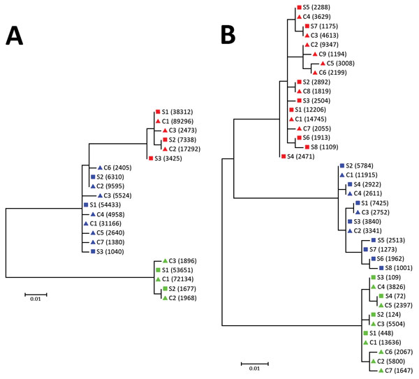 Phylogenetic analysis of A) 5′ UTR and B) E2 region sequences of human pegivirus from 3 patients with encephalitis of unclear origin, Poland, 2012–2015. Phylogenic trees were generated using ClustalX version 2.0 (http://www.clustal.org/clustal2/). Viral variant frequencies follow haplotype number. Red indicates patient 1; blue, patient 2; green, patient 3. Scale bars indicate number of nucleotide substitutions per site. C, cerebrospinal fluid; S, serum; UTR, untranslated region. 