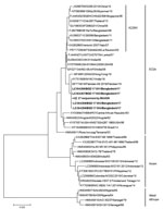 Thumbnail of Phylogenic tree for partial chikungunya virus E1 gene nucleotide sequences with reference strains, Apollo Hospitals Dhaka, Dhaka, Bangladesh, June 29–October 31, 2017. Bold indicates sequences obtained in this study. Representative strains of each genotype are named by accession number, strain name, country of origin, and year of isolation. Scale bar indicates nucleotide substitutions per site.